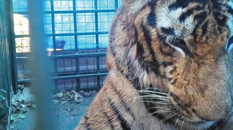 Cheeyambath: Tiger on prowl finally captured