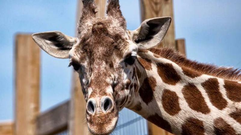 Impending delivery of pregnant giraffe attracts millions of viewers