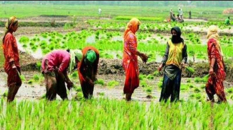 YSRC backs paddy farmers on MNS