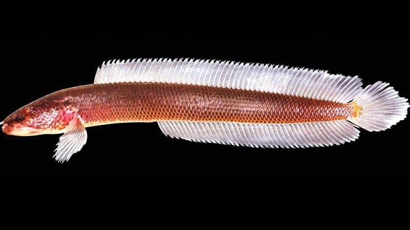 KUFOS scientists identify new fish