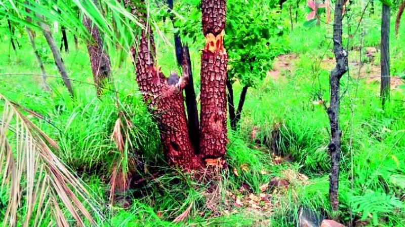 Kadapa: Red sanders cops have local problem on hand