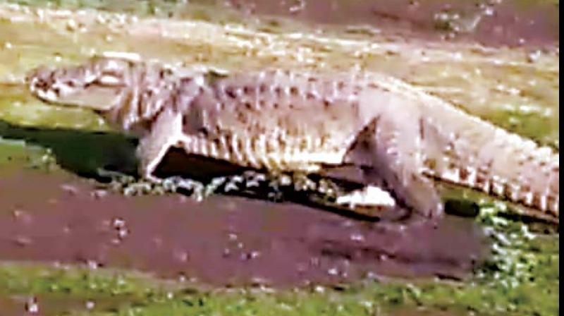 North Karnatakaâ€™s unexpected visitors - Crocodiles!