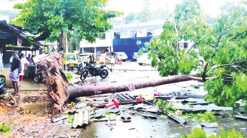 Rain, wind lash Ernakulam: Houses damaged, power disrupted, trees uprooted