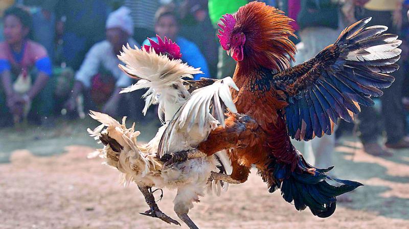 During Sankranti time the banned cock fights and Jallikattu resurface too.