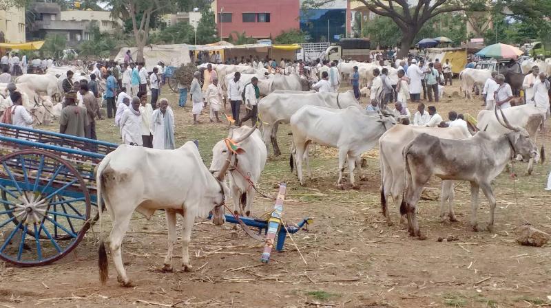 Chennai: Should bovines medically unfit for breeding be killed?
