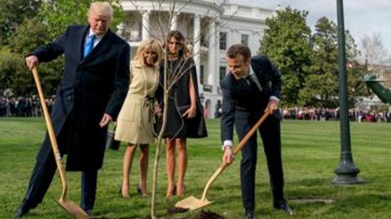 The French president offered the young oak to Trump on the occasion of a state visit to Washington in 2018, and the two shovelled dirt around it under the watchful eyes of their wives -- and cameras from around the world.(Photo: AP)
