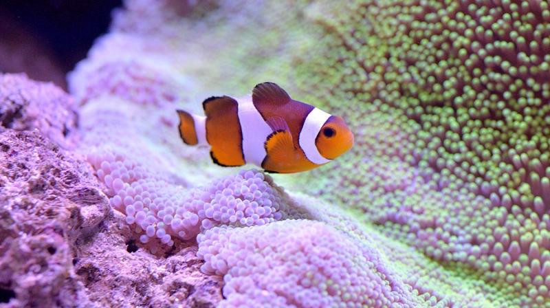 Researchers say colourful stripes of clownfish protect it from predators. (Photo: Pixabay)
