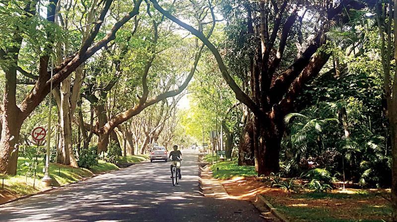 The importance of being \rooted\ Bengaluru\s shrinking green spaces