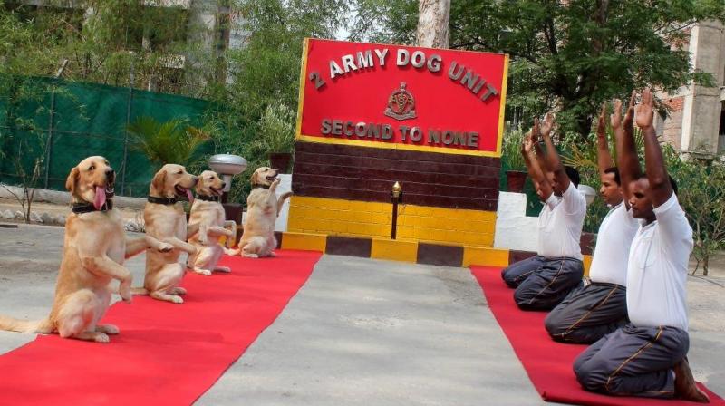 Modi and mutts on mats for International Yoga Day