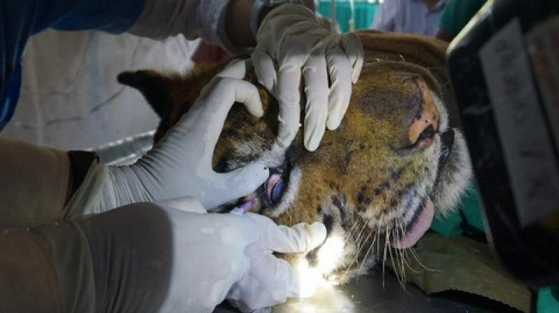 Tigress found in Orang being treated in Assam\s zoo