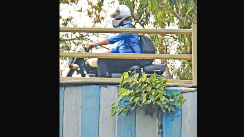 Protruding weeds are cause of concern at a  flyover near IIT-Madras. (Photo: DC)