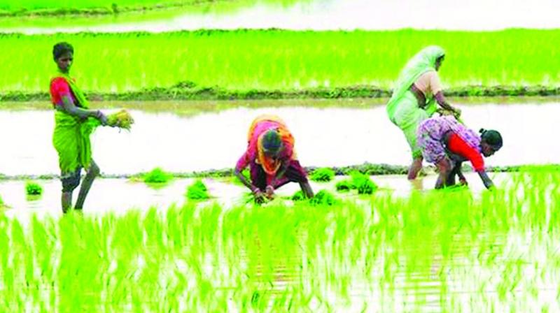 Summer crop down 27 per cent on patchy monsoon rains