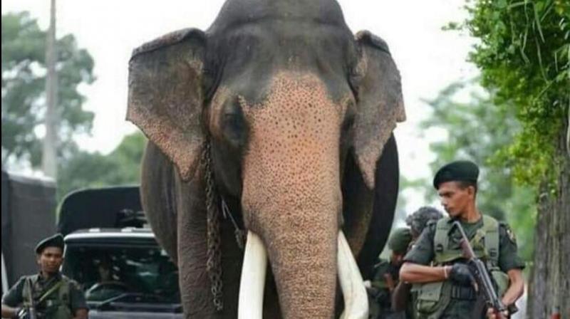 Sri Lanka\s tallest celebrity elephant has his own armed guards. Here\s why