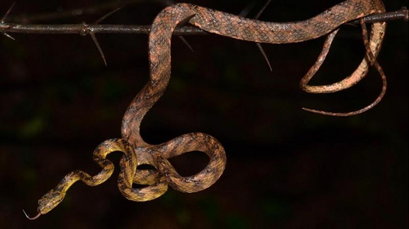 Newly discovered snake named after Uddhav Thackerayâ€™s son