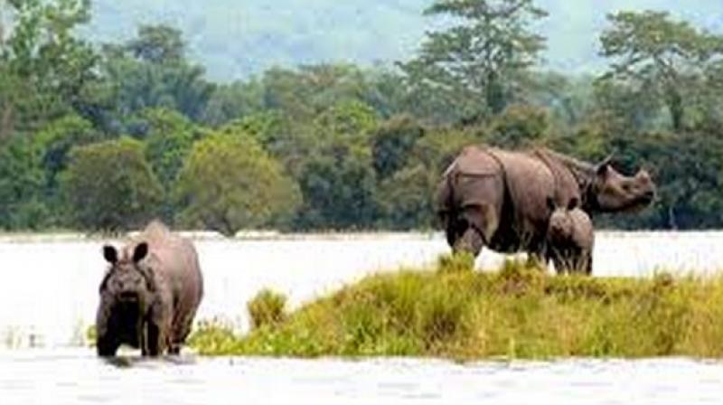 The forest department is fully alert on the National Highway (NH) 37 in order to avoid any poaching chances by hunters. This highway starts from Sutarakandi near Karimganj in Assam and terminates at Bhali in Manipur. (Photo: Representational I ANI)