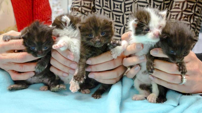 Week-old kittens found in a steel column