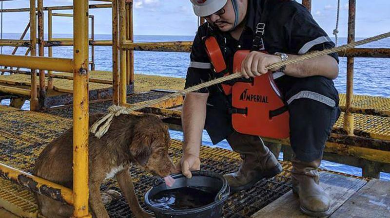 Dog rescued 135 miles off Thai coast