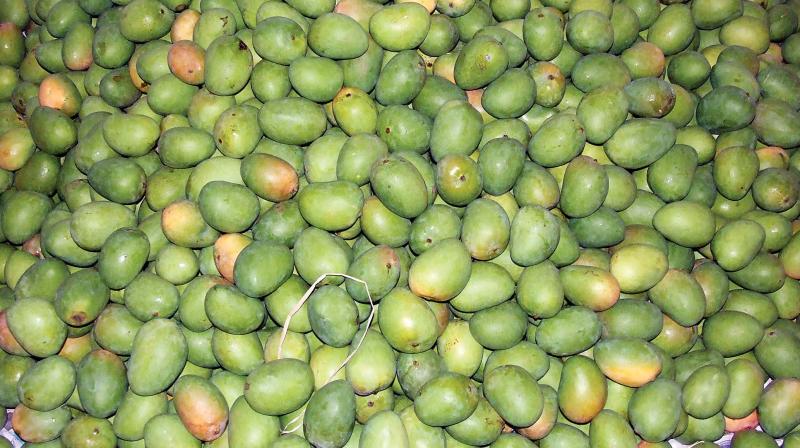 Drought cuts luscious Salem mangoes production by 50 per cent