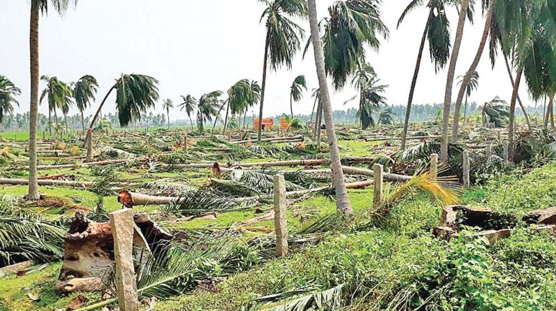 â€˜Gajaâ€™ cyclone-hit farmers to decide poll fate in Thanjavur LS