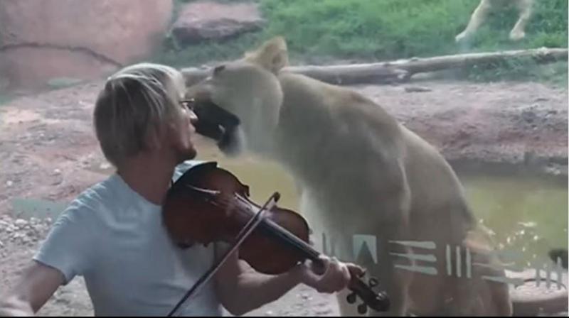 The video shows the lioness attempting several times to attack the violinist but the glass partition saved them. (Photo: video screengrab)