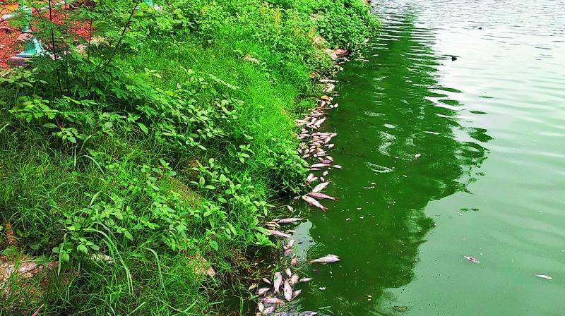 Fish die in Indira Park tank, bureaucrats blame Hussainsagar lake in Hyderabad