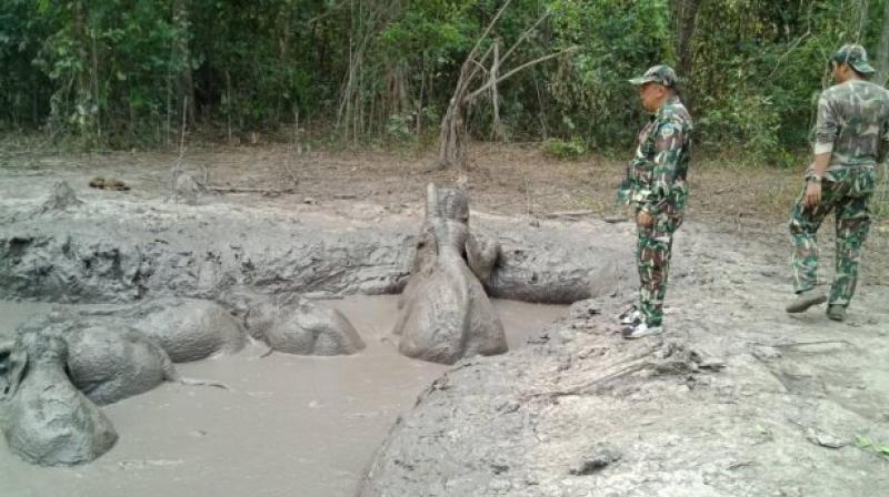 Six baby elephants stuck in muddy pit rescued by Thailand park rangers