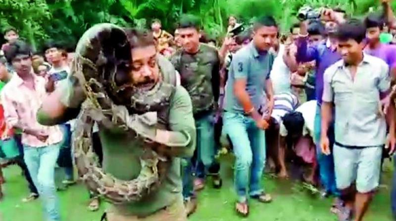 Swayed by the power of the selfie, the forest official grabbed the snake by its neck with his right hand and slung it around his neck. 	 Agencies