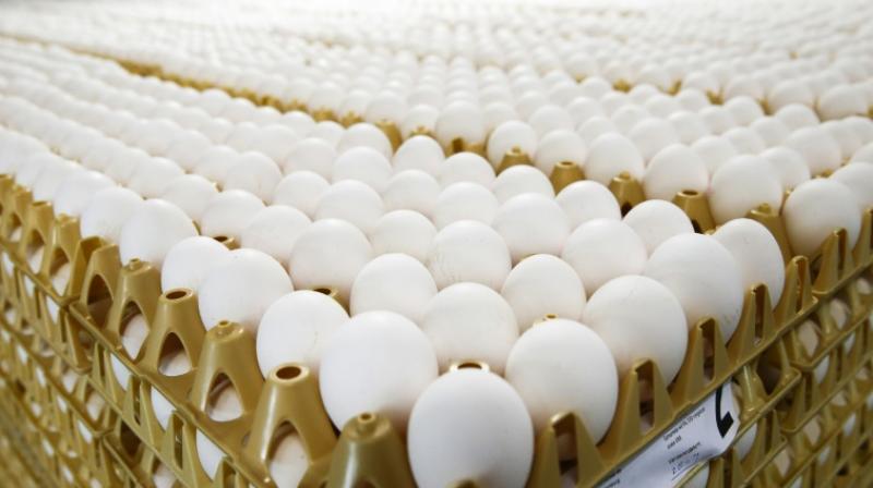 Millions of eggs have been pulled from supermarket shelves across Europe and dozens of poultry farms closed since the discovery of fipronil, which can harm human health. (Photo: Representational/AFP)
