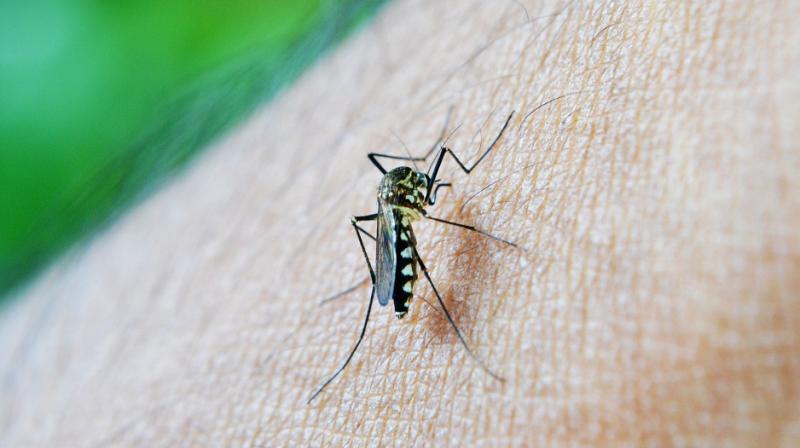 The virus is transmitted through Aedes aegypti mosquitoes has the capability of coinfections which have not yet been discovered. (Photo: Pixabay)