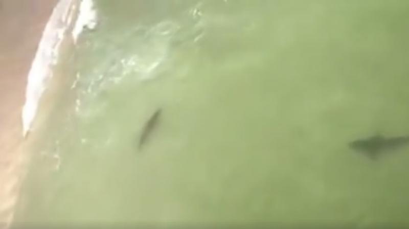 Video Sharks Swimming Dangerously Close To Shore Near Beach Goers