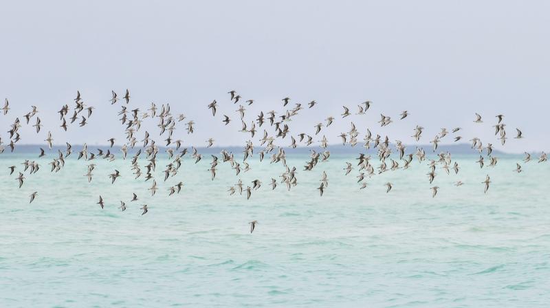 Bird population under stress