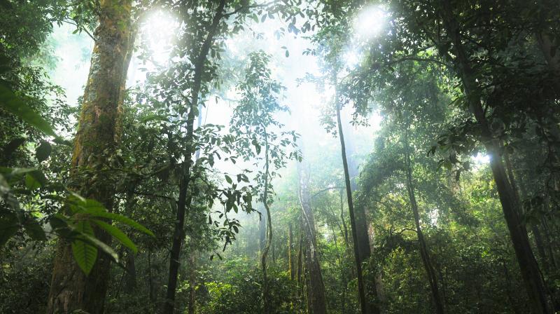 Pointless restoring tropical forests that last for only 10-20 years