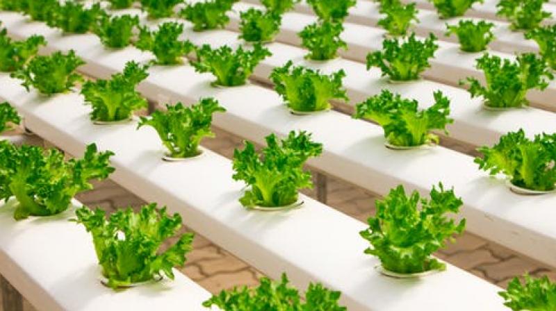 Can plant-food serve as vehicle for transmitting superbugs?
