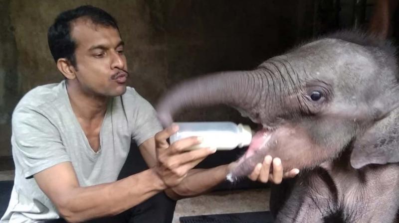 Thiruvananthapuram: Baby elephant Kingini falls sick