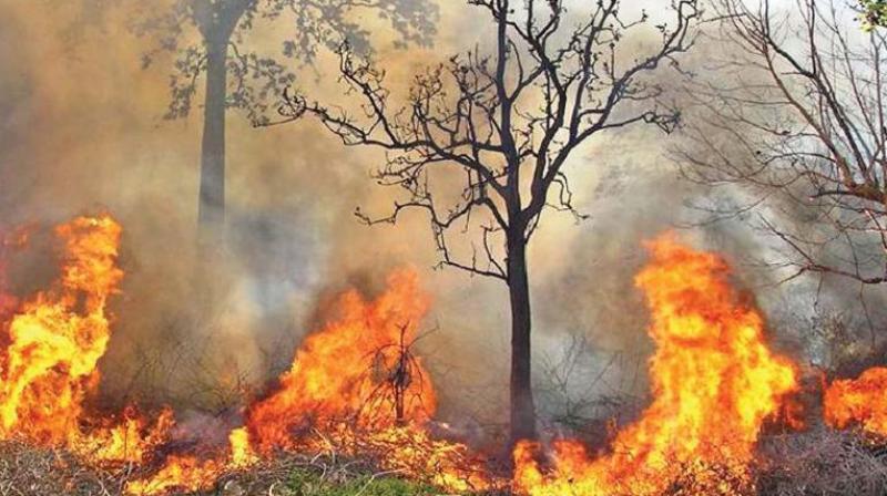 Coimbatore: Forest fire destroys 100 acres of trees