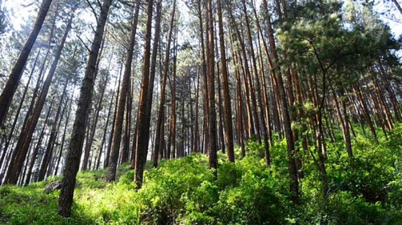 According to the team of researchers, the study shows clearly that forest restoration is the best climate change solution available today. (Photo: Representational/Pixabay)