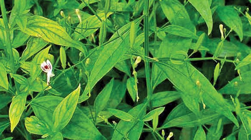 The Nilavembu plant-botanical term, Andrographis Paniculata.