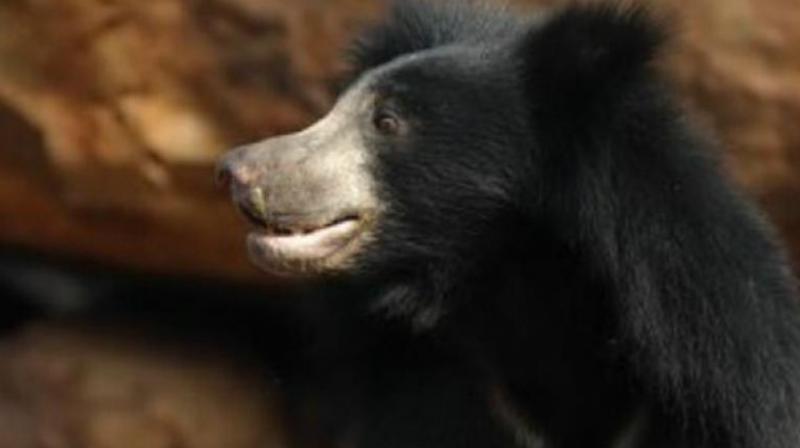 For 60 sloth bears, a sanctuary in Hassan