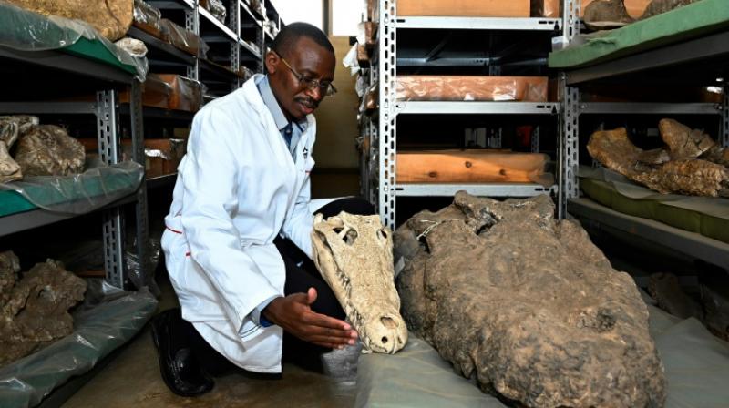 Nairobi Museum unearths fossils of pre-historic animals