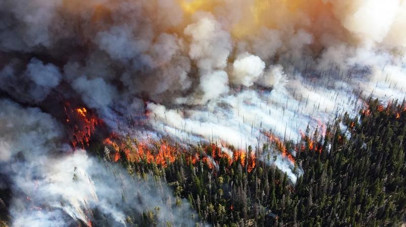 Climate conditions affects forest regeneration post wildfire