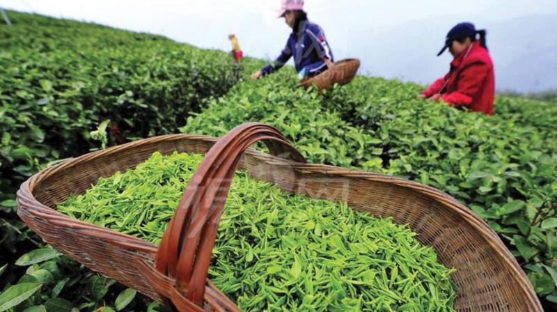 Kozhikode: Tea farmers in trouble