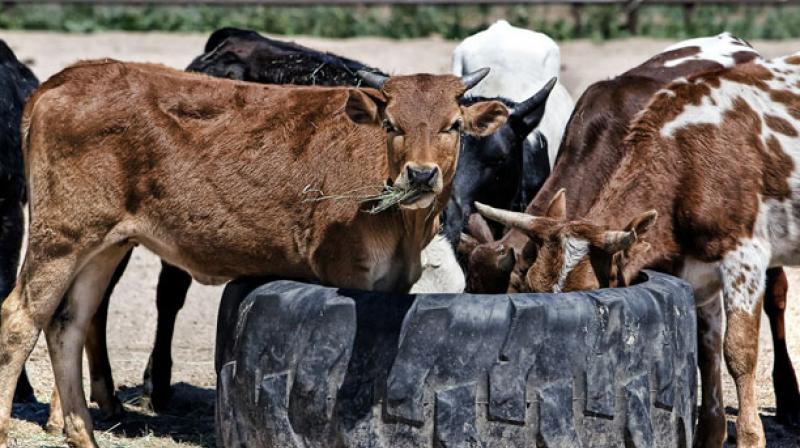 Enumeration of cows and buffaloes will soon go digital in Tamil Nadu.