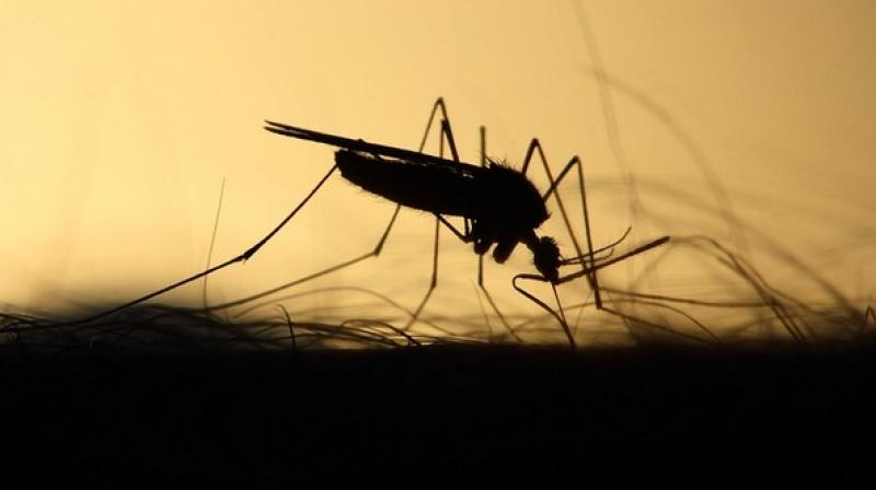 Dengue fever kills 13 in Tanzania