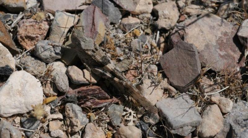 USA: Las Vegas suffers from grasshopper invasion