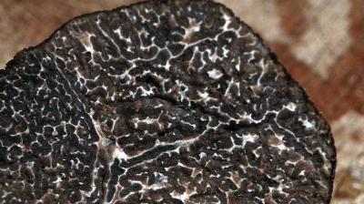 The 16-gramme (0.6-ounce) specimen was cultivated in Wales in the roots of a Mediterranean oak tree that had been treated with truffle spores. (Representational Image/ Pixabay)