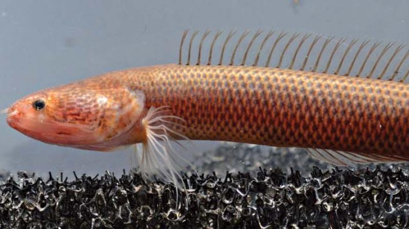 Kochi: New subterranean mahabali fish wows researchers