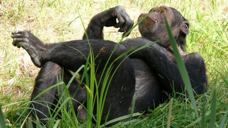 New study discovers chimpanzees have cleaner beds than a teenager. (Photo: Pixabay)