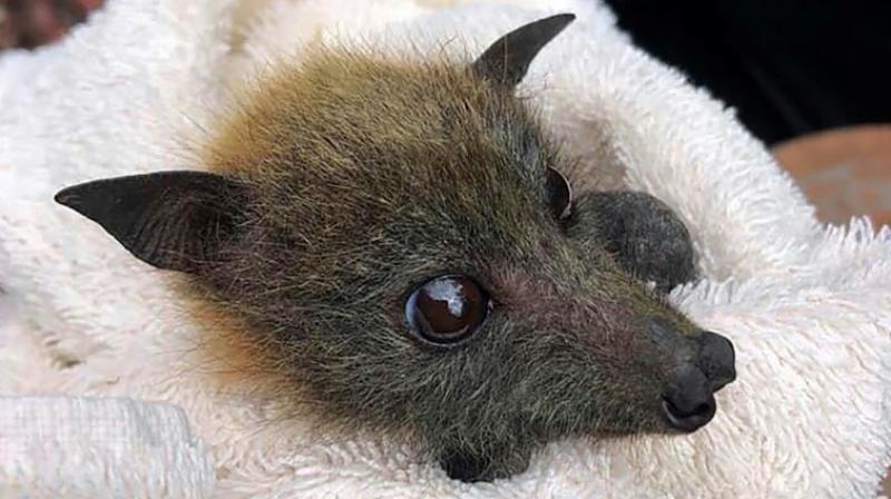 Thousands of flying foxes died across Australia during the last southern hemisphere summer in a series of colony collapses caused by heat stress. (Photo: AFP)