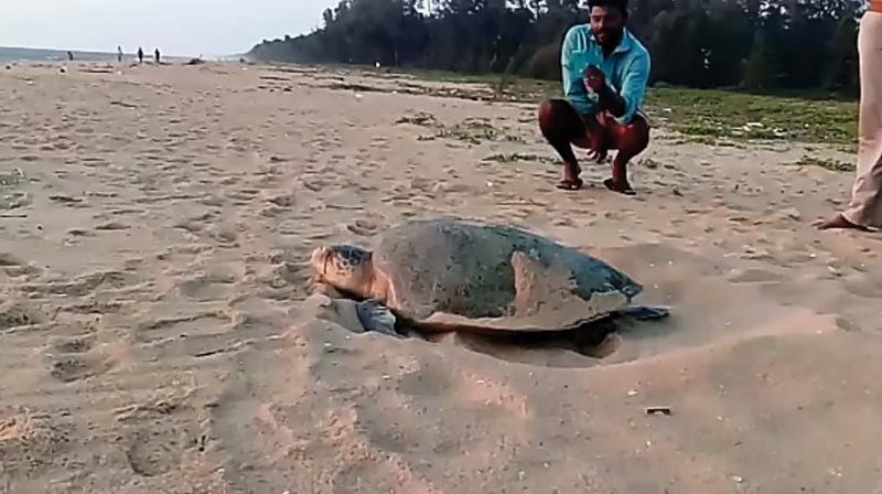 An olive ridley turtle makes arrangements to lay eggs on the shore of Kasargod.