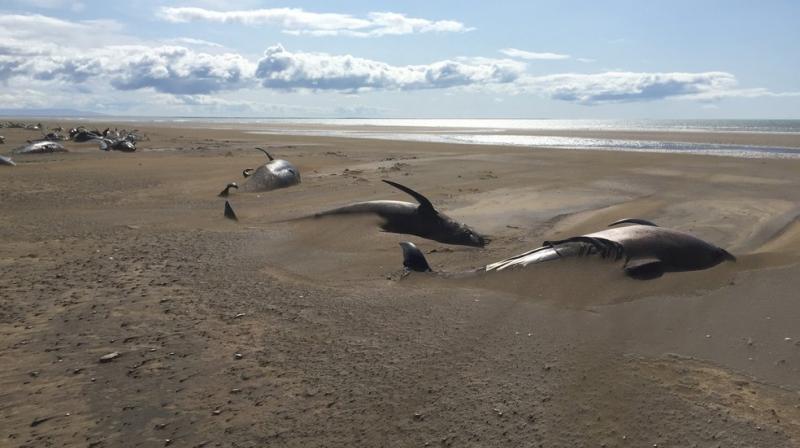 Dozens of dead whales found on a beach in Iceland